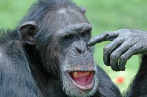 chimp in your family?